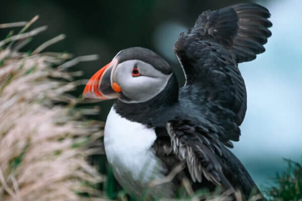 Puffin a Látrabjarg