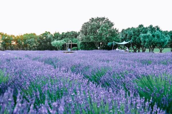 Dove vedere la lavanda in Sardegna