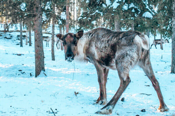 Safari Renne in Finlandia