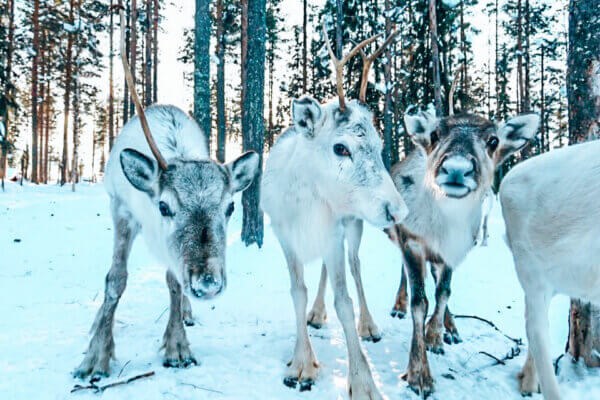 Safari Renne in Finlandia