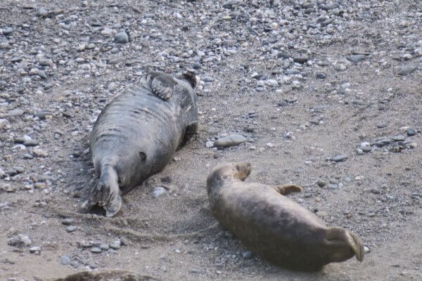 Godrevy Point e Mutton Cove in Cornovaglia