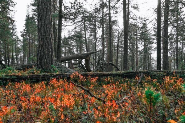 Muddus National Park
