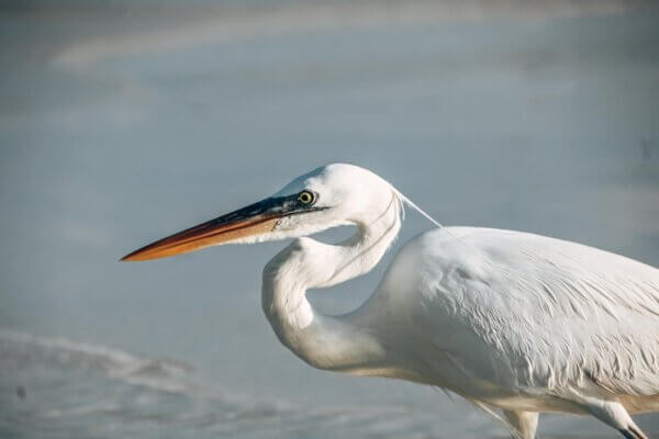 Due giorni a Holbox