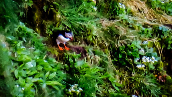 Vedere i puffins al Dunnet Head Lighthouse