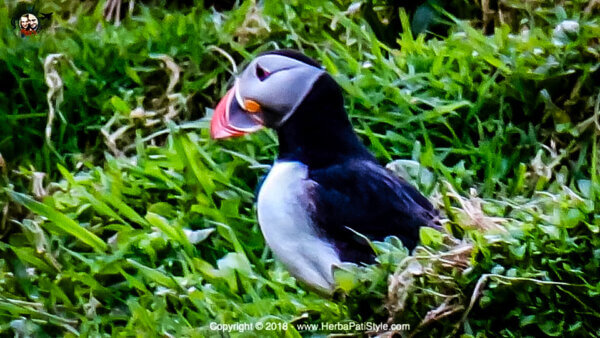 Isola di Canna per vedere i Puffins