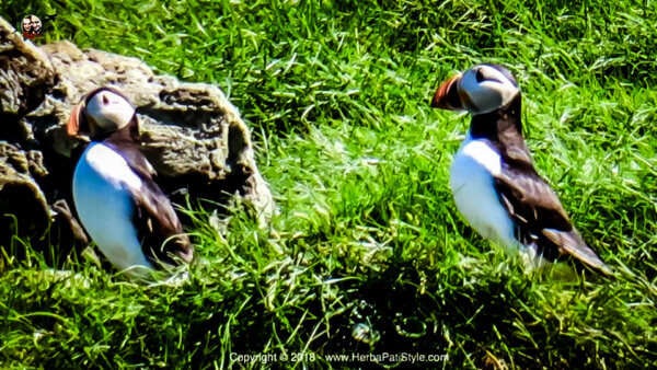 Isola di Canna per vedere i Puffins