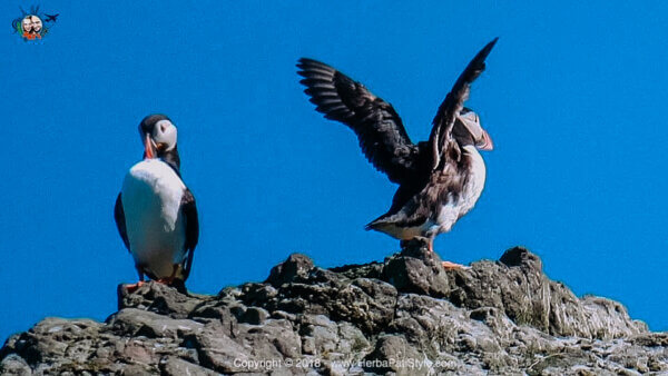 Puffins in Scozia