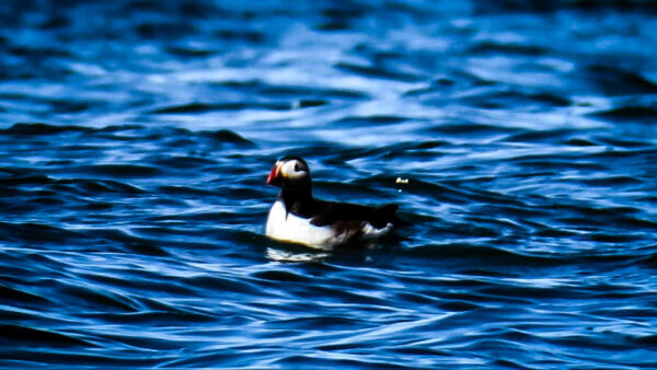 Isola di Canna per vedere i Puffins