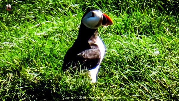 Isola di Canna per vedere i Puffins