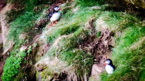 Vedere i puffins al Dunnet Head Lighthouse
