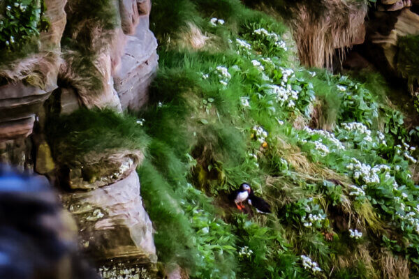 Vedere i puffins al Dunnet Head Lighthouse