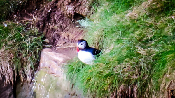 Vedere i puffins al Dunnet Head Lighthouse