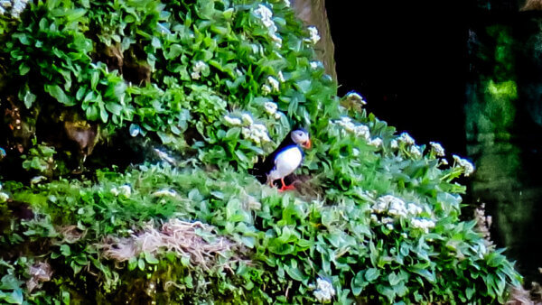 Puffins in Scozia