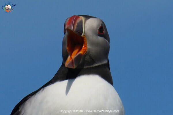 Puffins in Scozia