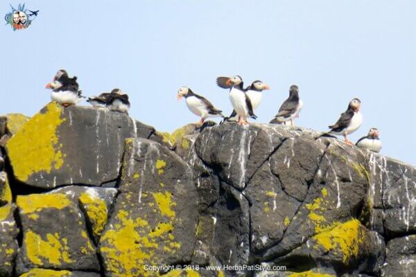 Puffins in Scozia