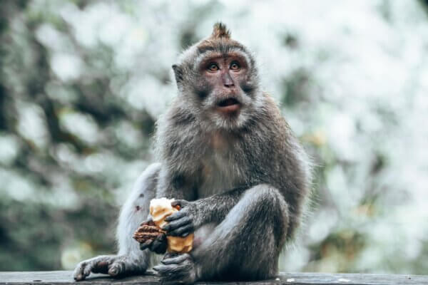 Sacred Monkey Forest Sanctuary