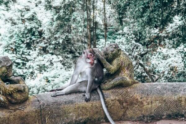 Sacred Monkey Forest Sanctuary