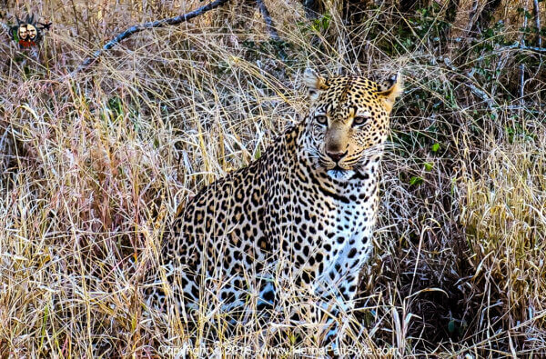 Hoyo Hoyo Safari Lodge