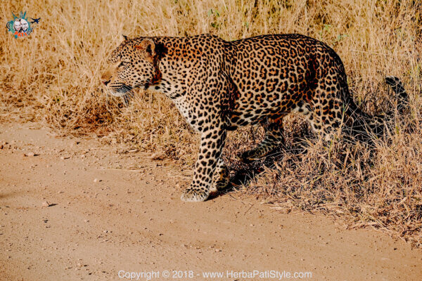 Hoyo Hoyo Safari Lodge