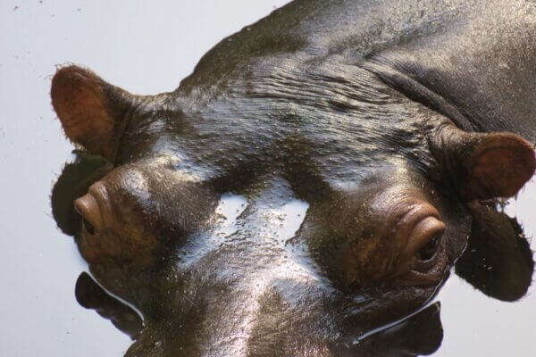 Hippo Jessica