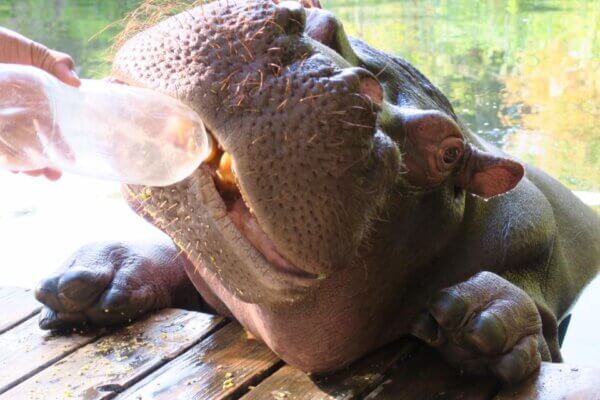Hippo Jessica