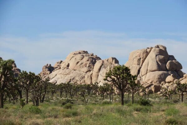 Joshua Tree National Park