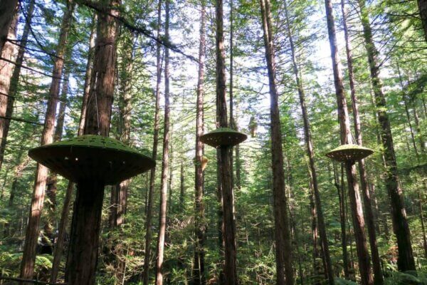 Redwoods Treewalk