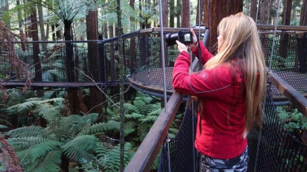 Redwoods Treewalk