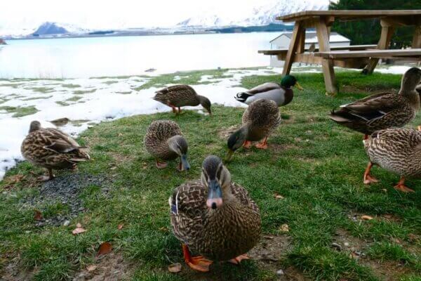 Campeggiare al Lake Tekapo
