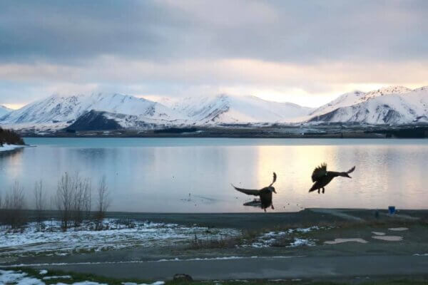 Campeggiare al Lake Tekapo