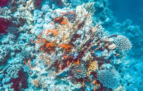 marsa alam