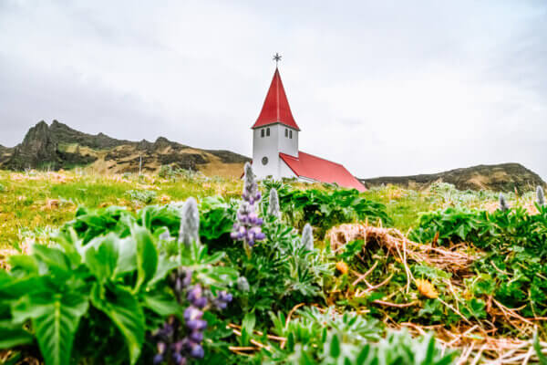 Lupini e Puffin in Islanda