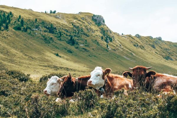Alpe di Siusi