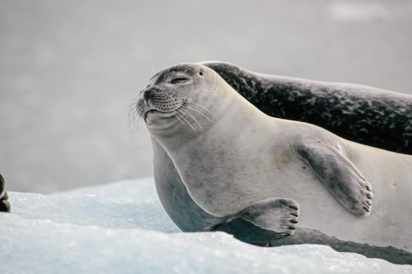 foca islanda