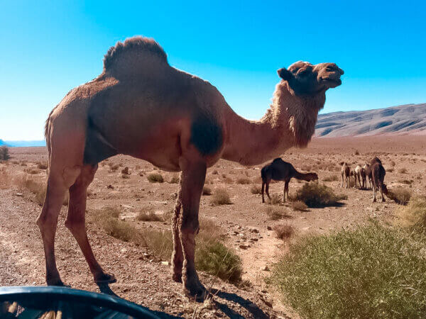 GUIDARE IN MAROCCO