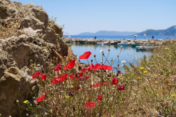 COSTA NAVARINO