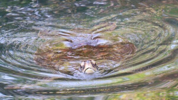 Nuotare con le tartarughe a Zanzibar