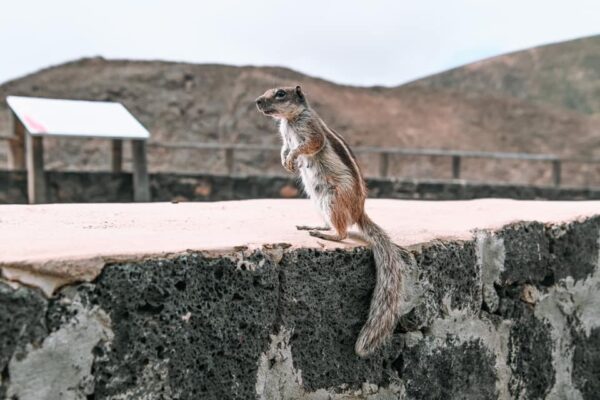 canarie