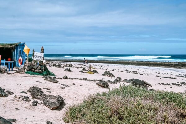 canarie