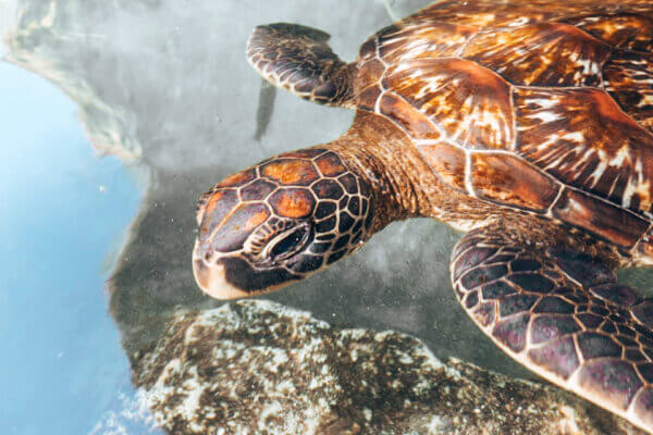 Nuotare con le tartarughe a Zanzibar