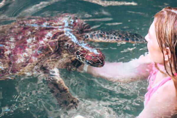 Nuotare con le tartarughe a Zanzibar
