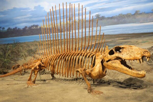 Museum of Ancient Life