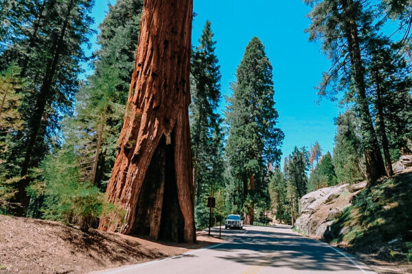 Sequoia National Park