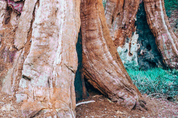 Sequoia National Park