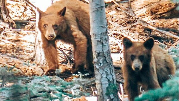 bear