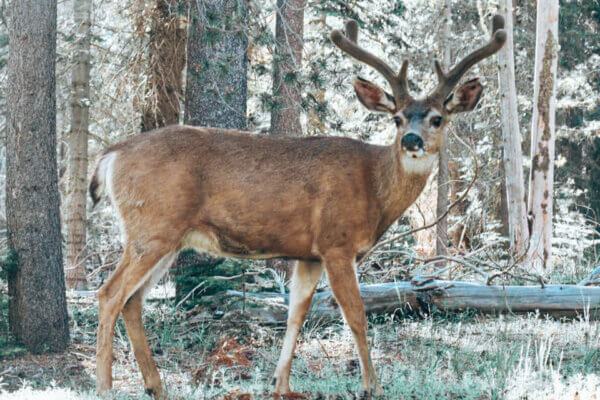 Yosemite National Park