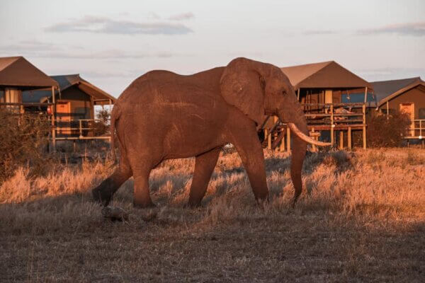 Elephant Sands 