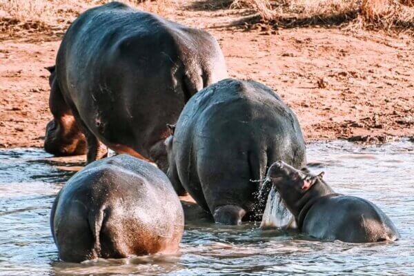 Pilanesberg National Park