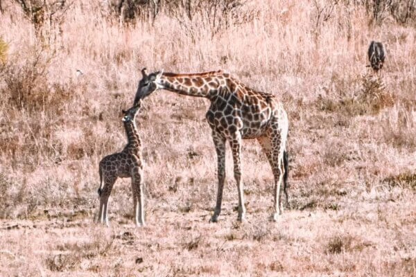 Pilanesberg National Park