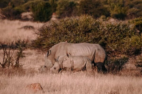 Pilanesberg National Park